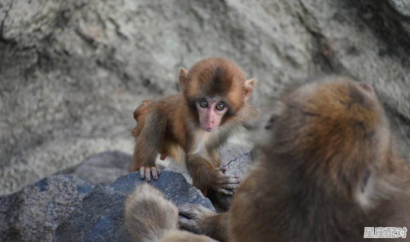 81年前是什么属相，前属什么生肖 - 星座运势