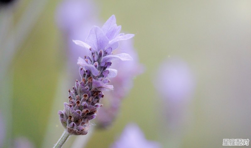金牛男容易被哪个星座女生搞定，金牛座和哪些星座配对好一点女生 - 星座运势