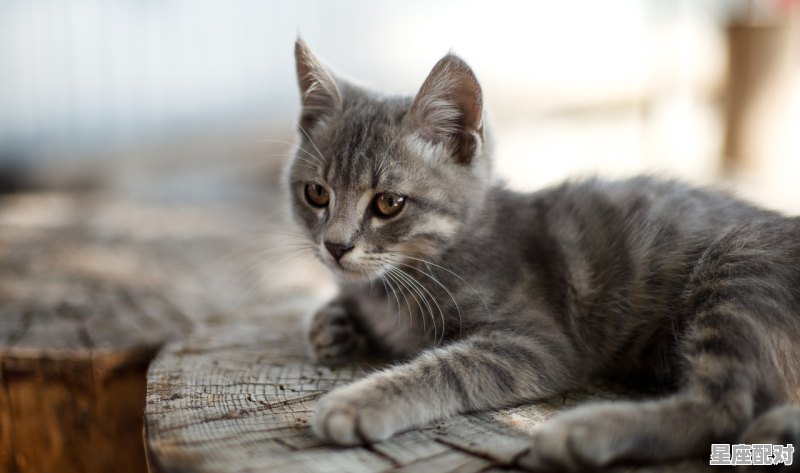 猫咪为什么咬小猫的脚，梦到猫咬脚 - 星座运势