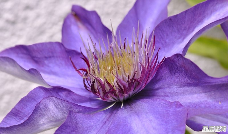 最容易被白羊座搞定的星座,白羊吸引什么星座 最容易被白羊座搞定的星座,白羊吸引什么星座 - 星座运势