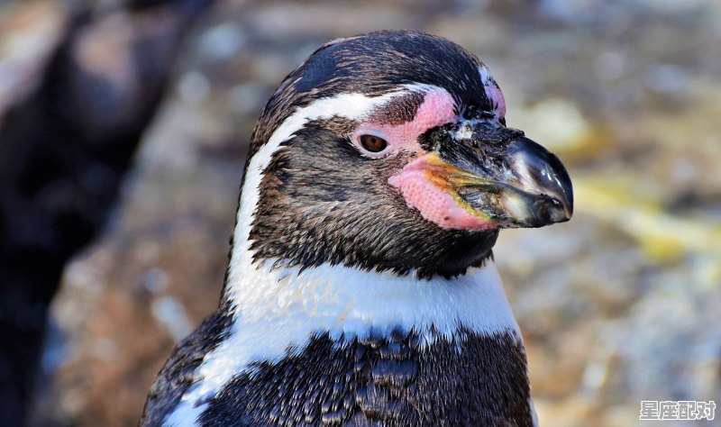 鼠有唇吗_上下嘴唇打一动物 鼠有唇吗_上下嘴唇打一动物 - 星座运势