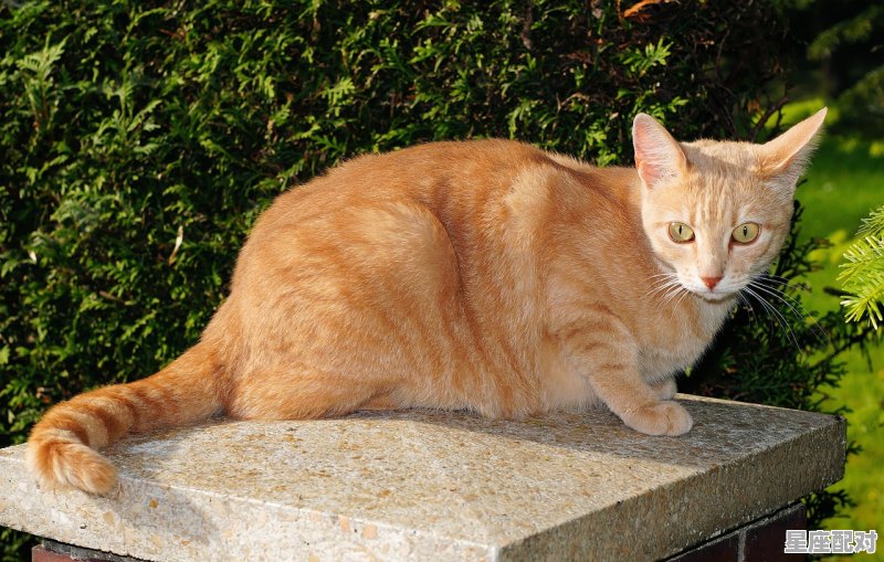 红粉骷髅是指什么动物,猴子怕什么生肖 红粉骷髅是指什么动物,猴子怕什么生肖 - 星座运势