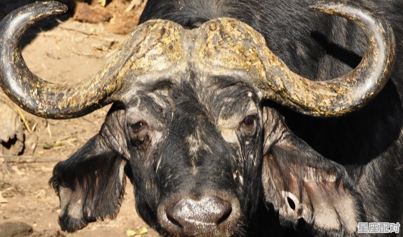 五福是什么动物_五福动物是代表什么 五福是什么动物_五福动物是代表什么 - 星座运势