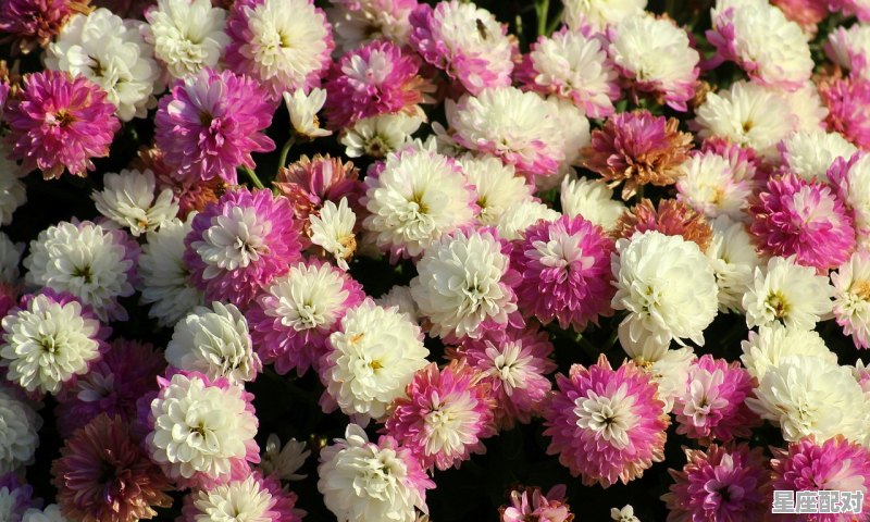 摩羯本周学习运势如何,今日运势摩羯座财运方位 摩羯本周学习运势如何,今日运势摩羯座财运方位 - 星座运势