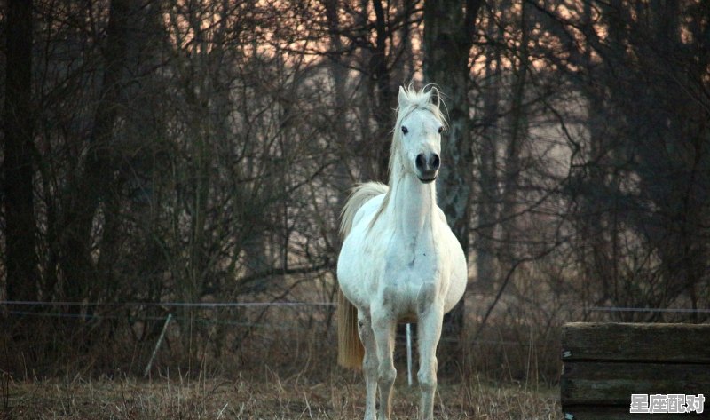 1977年是属马的吗,今日运势属马 黄历 - 星座运势