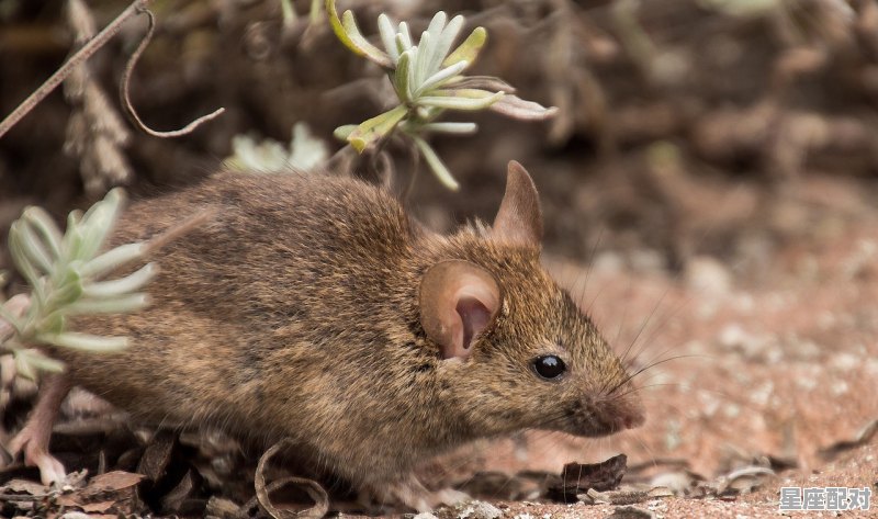 1994年的人属什么,94是什么生肖 1994年的人属什么,94是什么生肖 - 星座运势