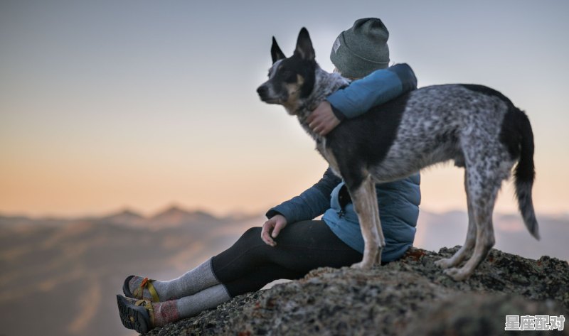 罪犯是什么动物，什么生肖受酷刑 - 星座运势