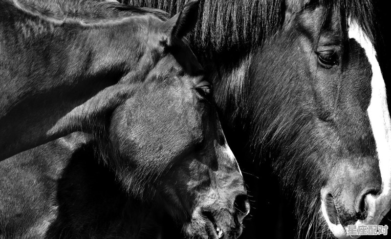 情不自禁打一动物_一青一白恋许仙是什么意思 - 星座运势