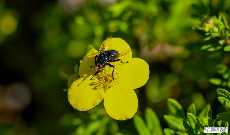花里胡哨是什么动物,葵花指什么生肖 花里胡哨是什么动物,葵花指什么生肖 - 星座运势