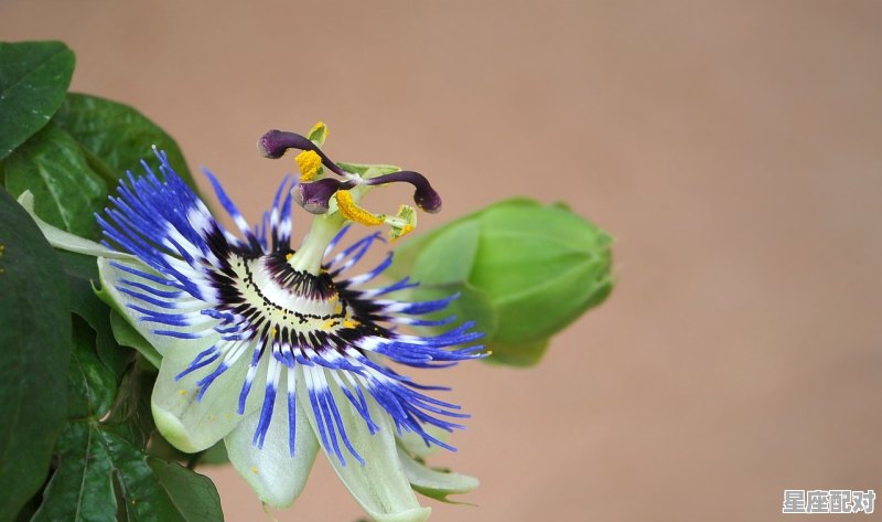 属马蛇人2020年运势运程情感_属蛇今日考试运势 - 星座运势