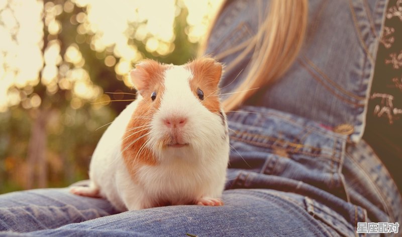 1972年农历8月27日生鼠女今天的运气,猪和老鼠今日运势 1972年农历8月27日生鼠女今天的运气,猪和老鼠今日运势 - 星座运势