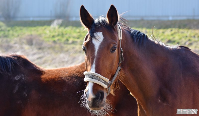 夫妻肖是什么动物,结婚指什么生肖 夫妻肖是什么动物,结婚指什么生肖 - 星座运势