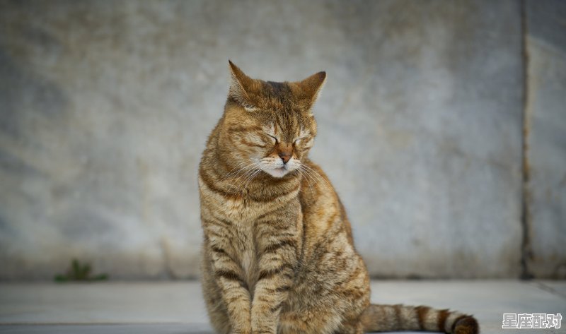 什么动物是谢家，寸是什么生肖 - 星座运势