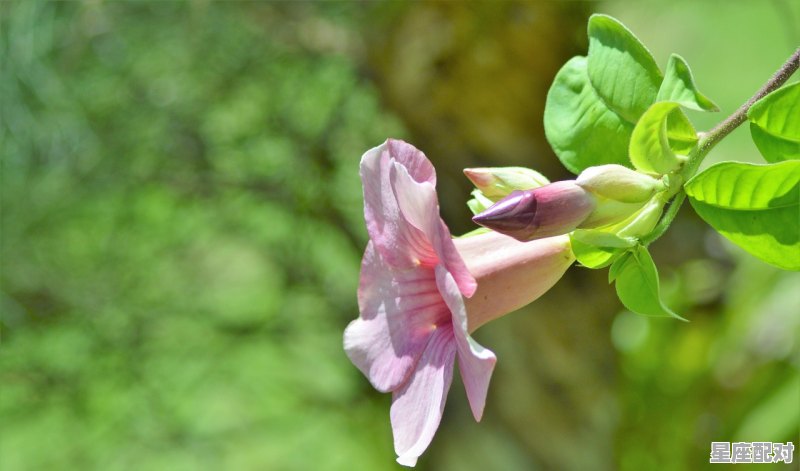 石头开花的寓意_老黄瓜开花是什么意思 - 星座运势