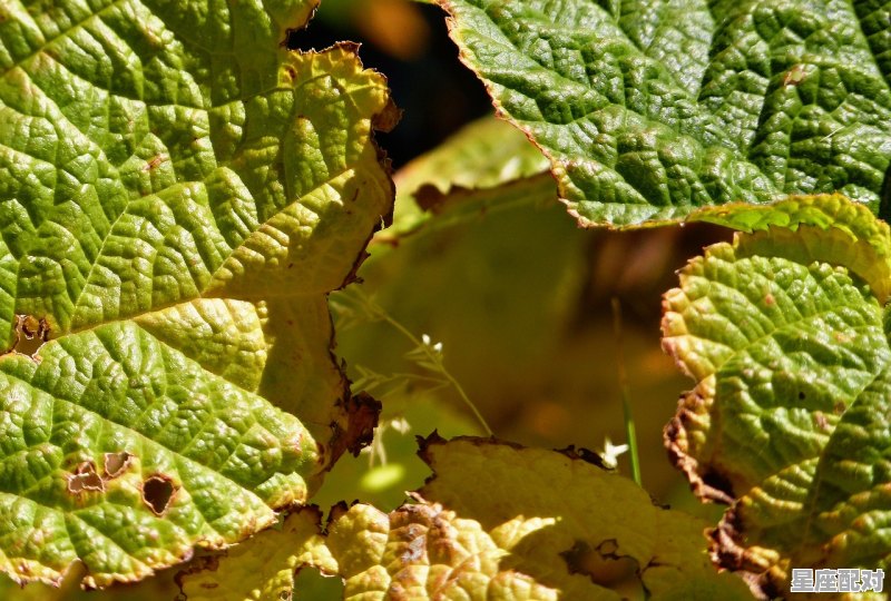 床上有虫子是怎么回事,梦到床上有蛆 床上有虫子是怎么回事,梦到床上有蛆 - 星座运势