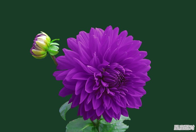 金牛座和什么座是闺蜜,星座配对闺蜜四人 金牛座和什么座是闺蜜,星座配对闺蜜四人 - 星座运势