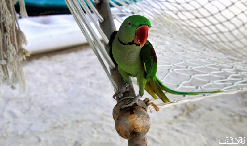 悬刀剑,猜一动物,土匪指什么生肖 悬刀剑,猜一动物,土匪指什么生肖 - 星座运势