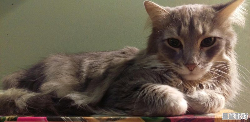 一只想飞的猫里面的猫是一只怎样的猫,梦到老鼠猫 一只想飞的猫里面的猫是一只怎样的猫,梦到老鼠猫 - 星座运势