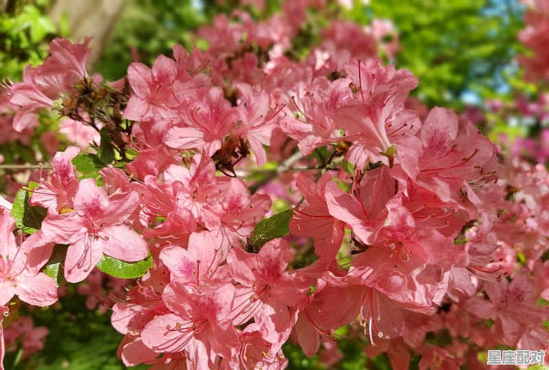 多肉双子座和圣卡洛斯区别_月季火焰和双鱼座有什么区别 多肉双子座和圣卡洛斯区别_月季火焰和双鱼座有什么区别 - 星座运势