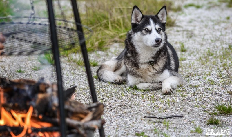 吃喝玩乐打一动物，食猜什么生肖 - 星座运势