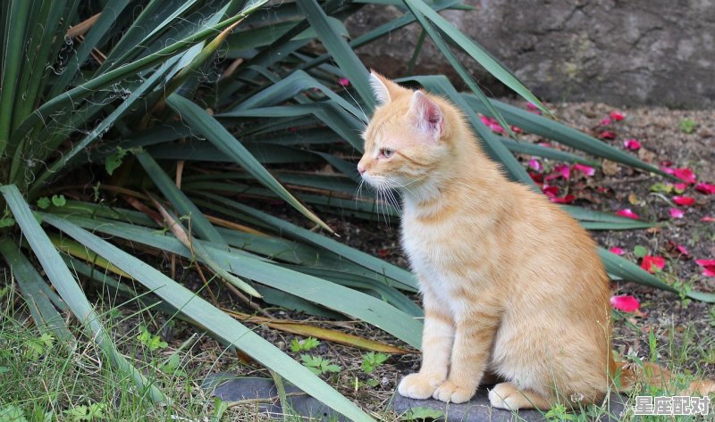 高枕无忧的动物,什么生肖无忧烦 - 星座运势