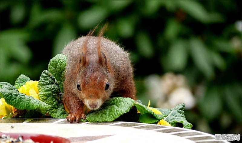 时刻饥饿是什么动物_啼指什么动物 - 星座运势