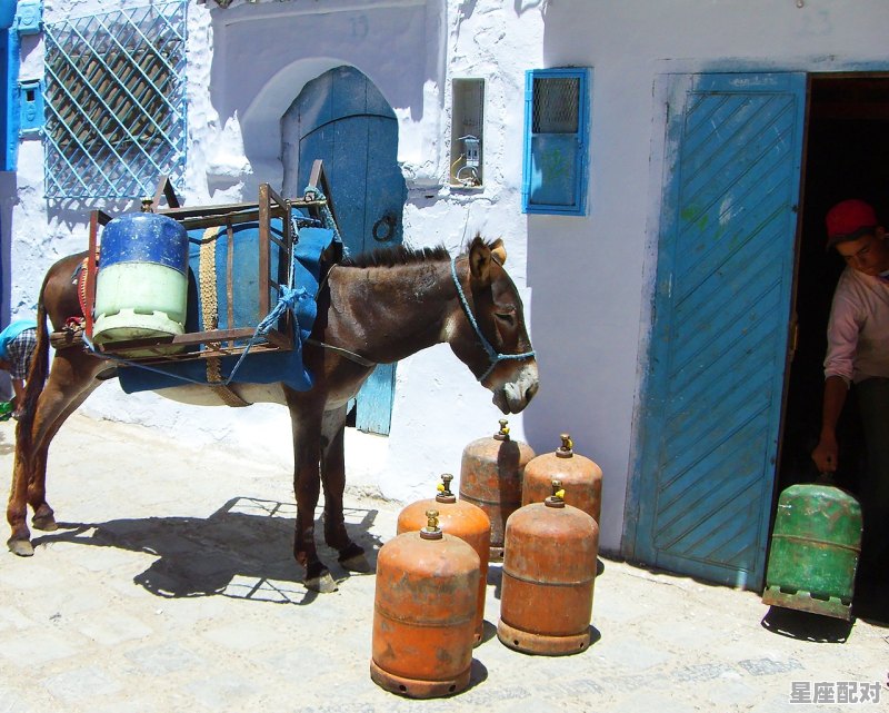 牛马三更起是什么动物,畜牧是什么生肖 - 星座运势