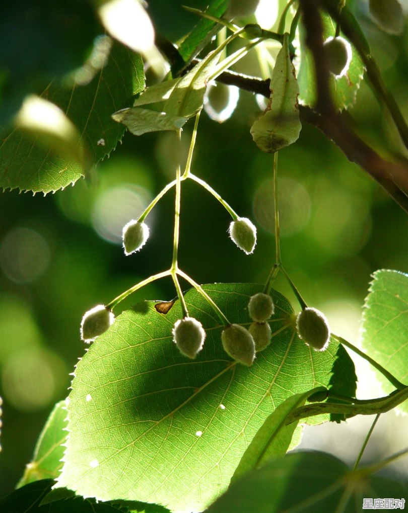 一粒种子要经过怎样的历程才能长成一棵大树，梦到种树是什么意思 - 星座运势