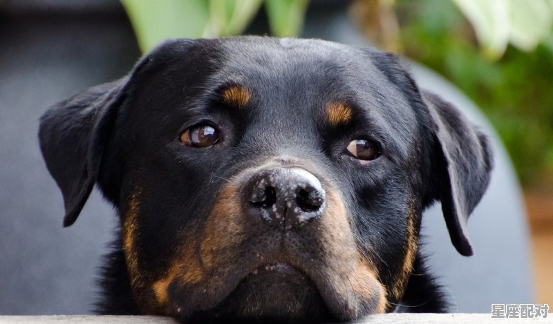 绝地求生什么动物，苍蝇指什么生肖 - 星座运势