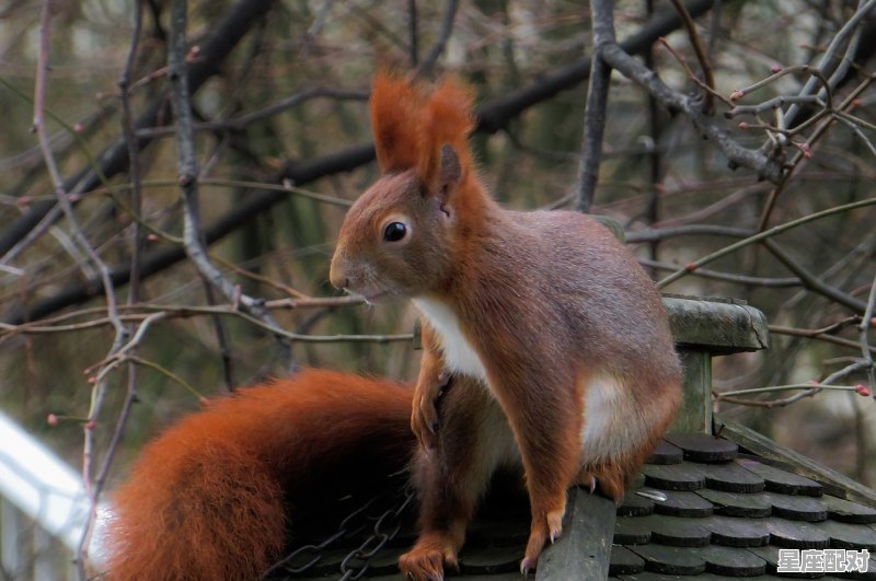 形容十二生肖可爱的词语，鼠肚鸡肠开过什么生肖 - 星座运势
