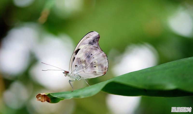石榴是预示男孩还是女孩,梦到生男孩有什么预兆 - 星座运势