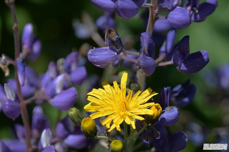 7月出生的是什么星座，7月出生什么星座的 - 星座运势