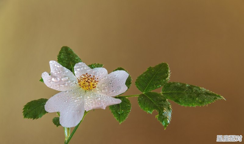 12星座植物大战僵尸专属植物,十二星座是什么花 - 星座运势